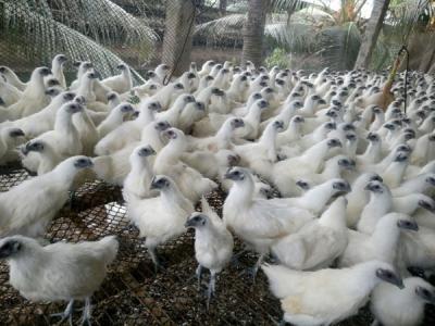 Mách bạn cách chọn gà ác thuần chủng ngon